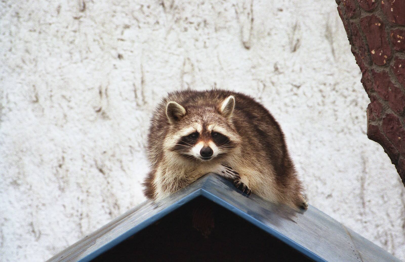 鳥獣保護法により勝手に野生動物の捕獲は違法
